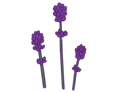 简单的薰衣草怎么画(简单薰衣草怎么折)