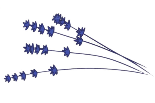 关于薰衣草的简笔画(薰衣草简单的笔画)