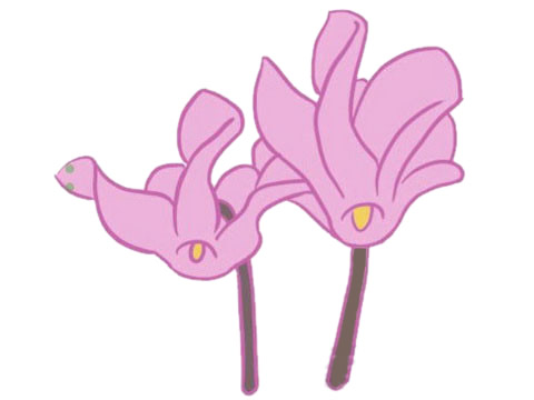 漂亮的仙客来简笔画(仙客来装饰画)