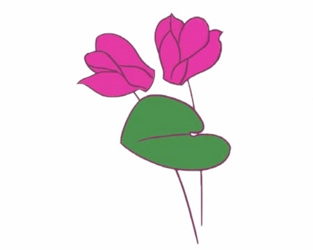 涂色的仙客来简笔画(仙客来素描)