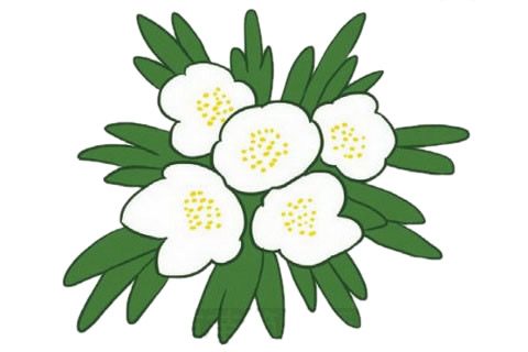 涂色的银莲花简笔画(银莲花油画)