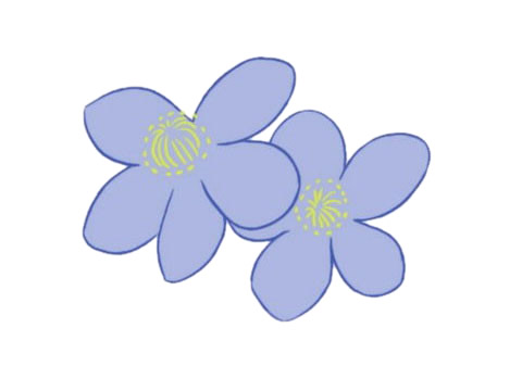 关于银莲花的简笔画(银莲花是什么画种)