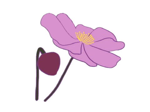 盛开的银莲花简笔画(盛开的银莲花简笔画怎么画)