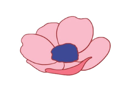 简单漂亮的银莲花怎么画(银莲花花束图片)