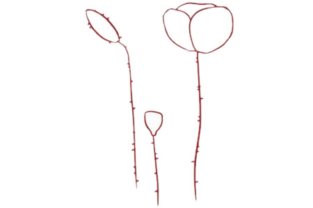 带颜色的虞美人简笔画教程 带颜色的虞美人简笔画教程