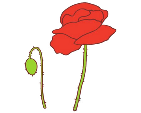 涂色的虞美人简笔画(虞美人画图片大全)