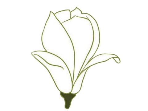 简单的玉兰花怎么画(简单的玉兰花怎么画用比西马克笔)