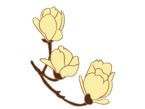 树枝上的玉兰花简笔画(玉兰花枝条简笔画)