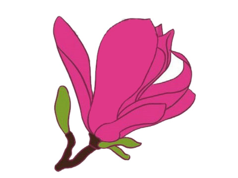 漂亮的玉兰花简笔画(玉兰花简笔画涂色)