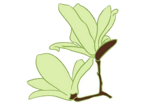 清新的玉兰花简笔画(清新的玉兰花简笔图片)