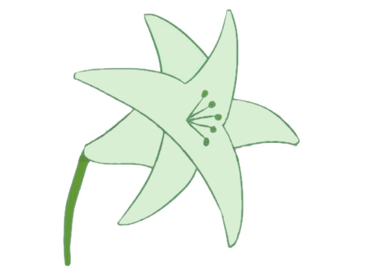 带颜色的百合花简笔画怎么画？(不同颜色百合花的含义和代表什么)