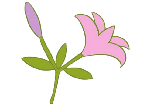 涂色的百合花简笔画(百合花涂色简笔画)