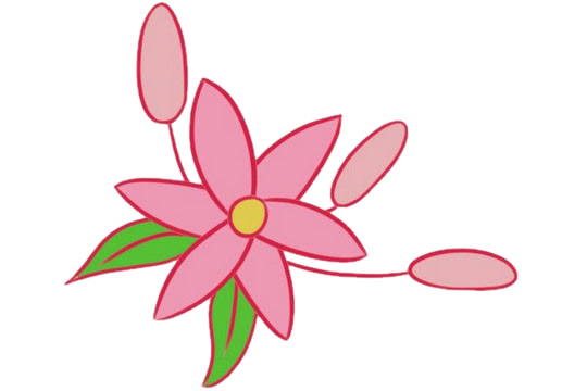 色彩鲜艳的百合花简笔画(色彩鲜艳的百合花图片大全)