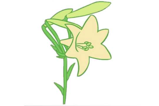 绿色的百合花简笔画(绿色百合花的寓意)