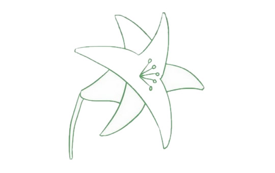 带颜色的百合花简笔画怎么画？