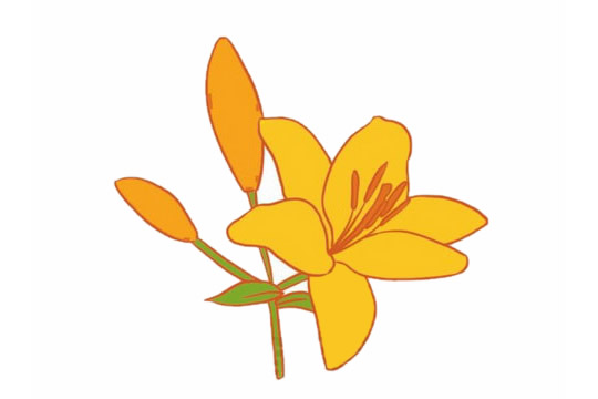 黄色的百合花简笔画(画百合花的颜色)