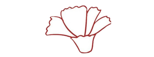 带颜色的康乃馨简笔画怎么画？