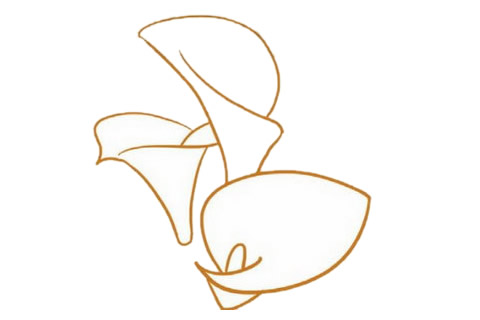 带颜色的马蹄莲简笔画怎么画？