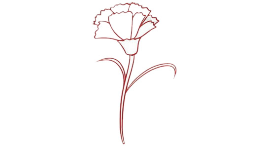 带颜色的康乃馨简笔画怎么画？