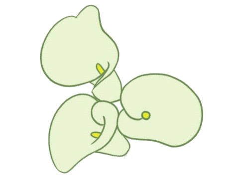 漂亮涂色的马蹄莲简笔画(马蹄莲色彩画)