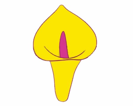 一朵黄色的马蹄莲简笔画(黄色马蹄莲代表什么意思)