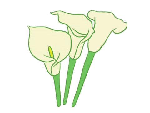 带颜色的马蹄莲简笔画(马蹄莲涂色)