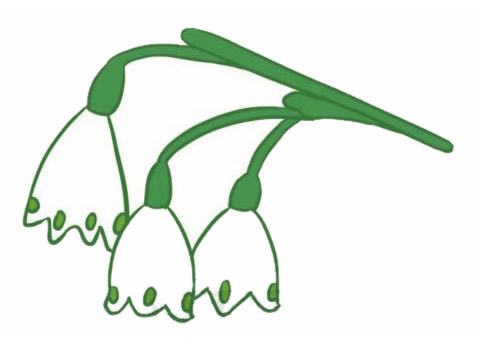 带颜色的铃兰花简笔画怎么画？(铃兰各种颜色的花语)