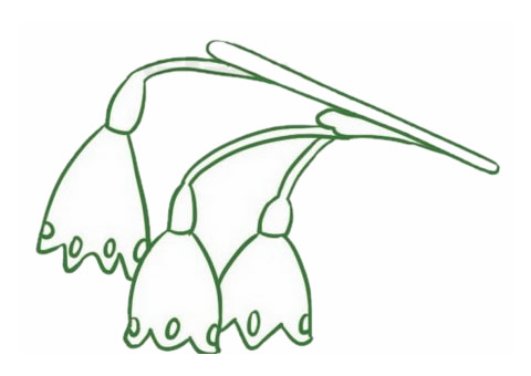 带颜色的铃兰花简笔画怎么画？