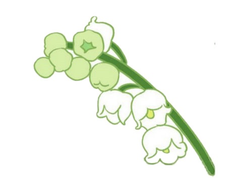 涂色的铃兰花简笔画(铃兰花简笔画图片色彩)