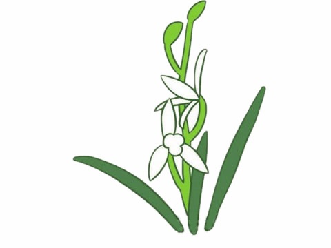 带颜色的兰花简笔画(带颜色的兰花简笔画怎么画)