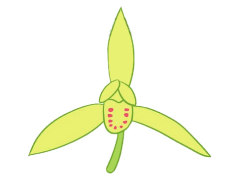 关于兰花的简笔画(关于兰花的简笔画怎么画)