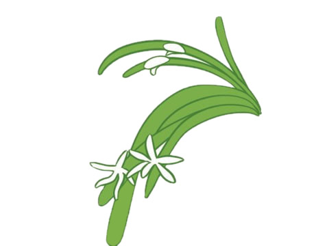 简单涂色的兰花简笔画(怎么画兰花彩色简笔画)