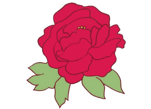 红彤彤的牡丹花简笔画(红红的牡丹花)