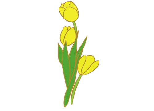 黄色的郁金香简笔画(黄色的郁金香简笔画图片)