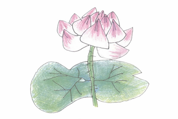 带颜色的荷花简笔画怎么画？(荷花的颜料画)