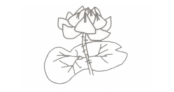 带颜色的荷花简笔画怎么画? 带颜色的荷花简笔画怎么画?