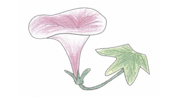 牵牛花简笔画的画法步骤(牵牛花简笔画视频教程)