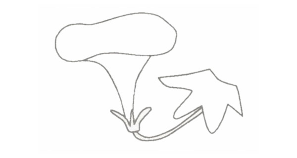 牵牛花简笔画的画法步骤