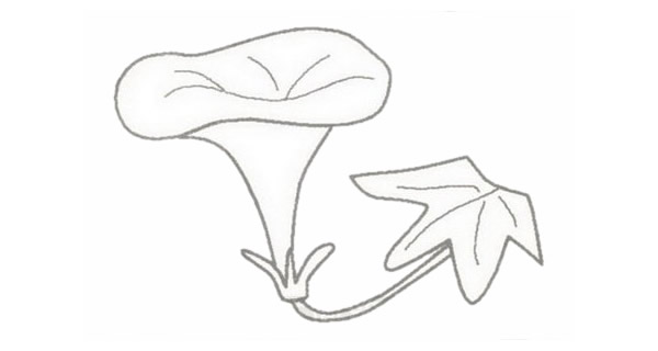 牵牛花简笔画的画法步骤