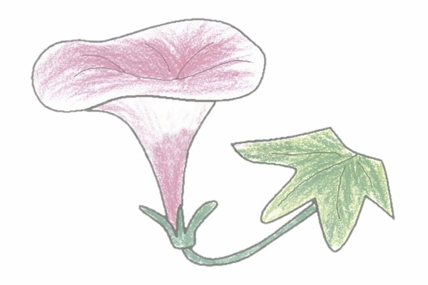 牵牛花简笔画的画法步骤