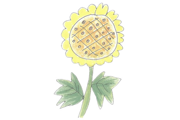 向日葵简笔画的画法步骤(向日葵简笔画的画法图片)