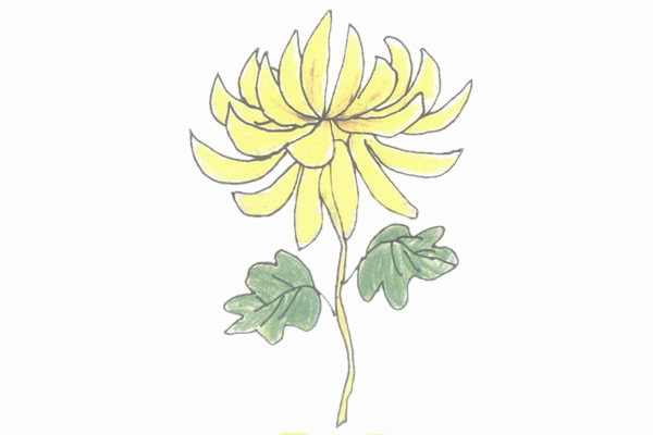 盛开的菊花简笔画步骤教程(盛开的菊花美术课)