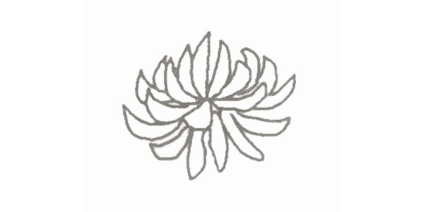 盛开的菊花简笔画步骤教程 盛开的菊花简笔画步骤教程