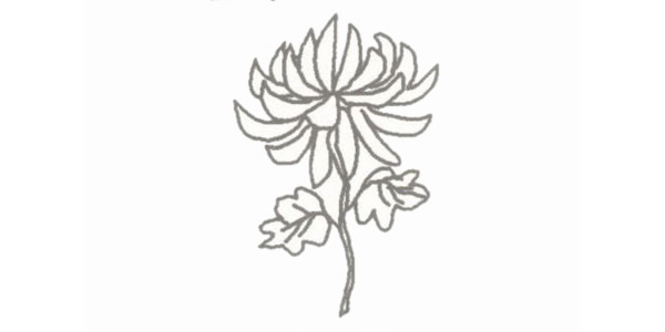 盛开的菊花简笔画步骤教程 盛开的菊花简笔画步骤教程