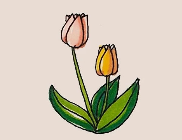 郁金香的详细画法步骤(郁金香如何画简笔画)