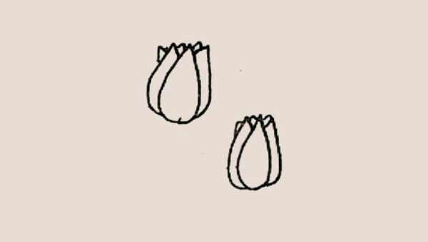 郁金香的详细画法步骤