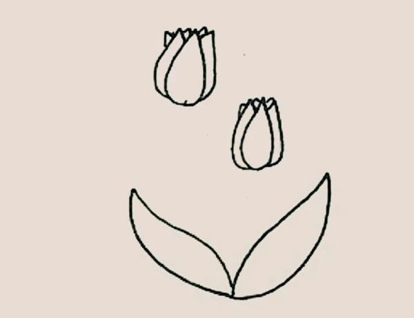 郁金香的详细画法步骤
