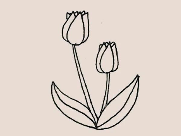郁金香的详细画法步骤