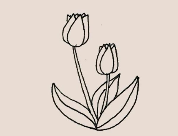 郁金香的详细画法步骤