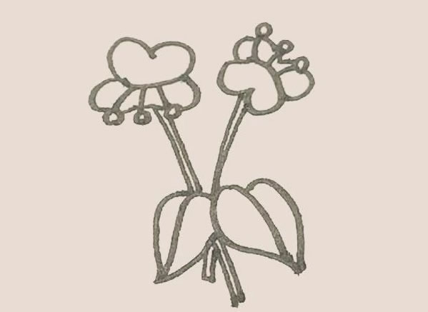 涂色的蝴蝶兰简笔画步骤 涂色的蝴蝶兰简笔画步骤